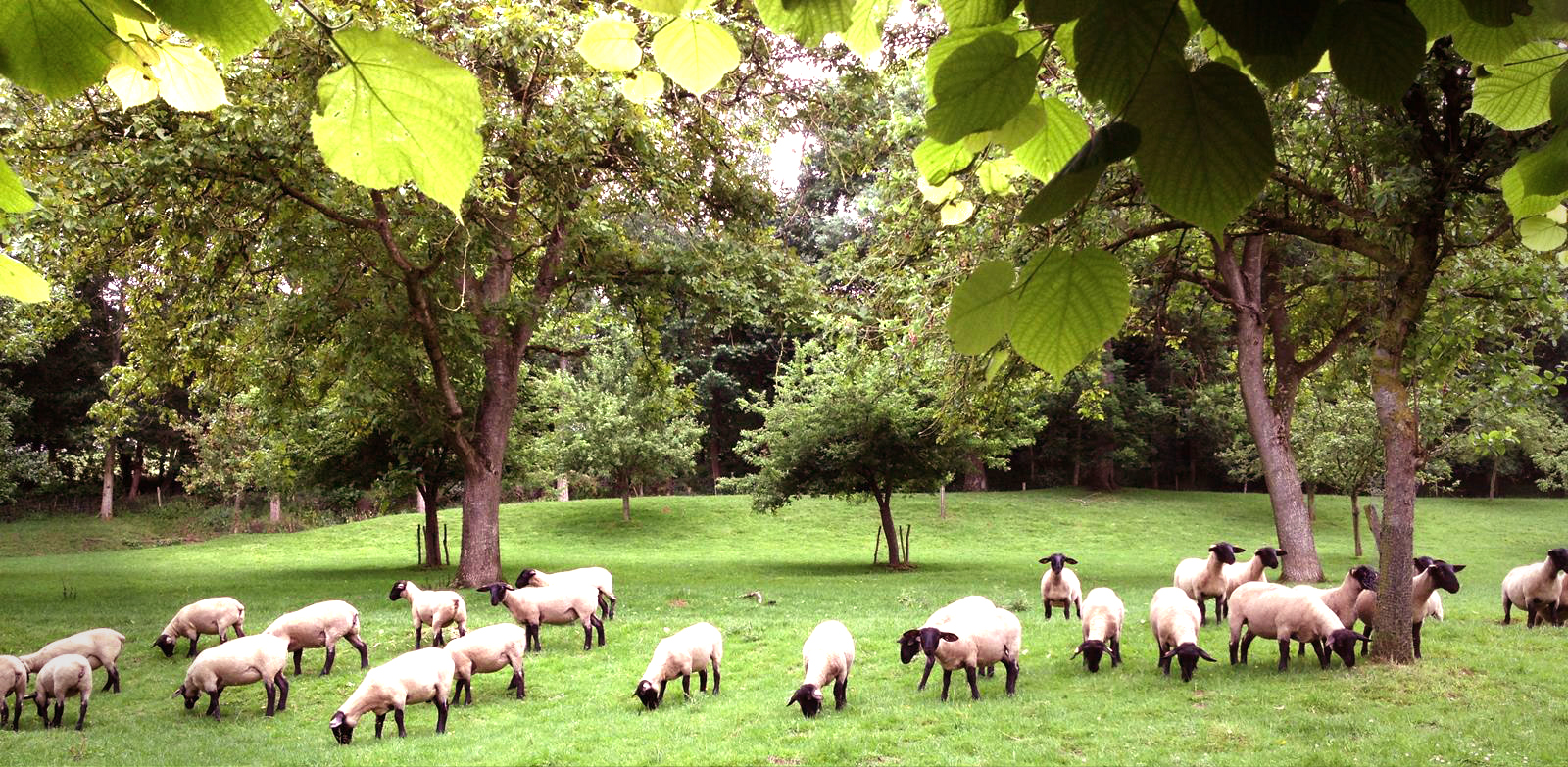Pâtures et moutons face à l'hôtel des chartroux